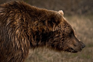 Wyoming Grizzly Bear